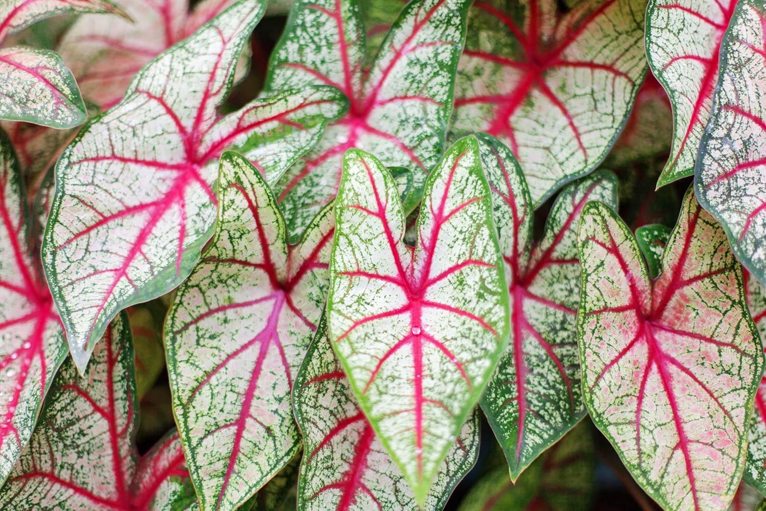 Bubble Gum Breeze Caladium Bulbs for Planting - Perennial Hosta, Elephant Ears (2 Bulbs)