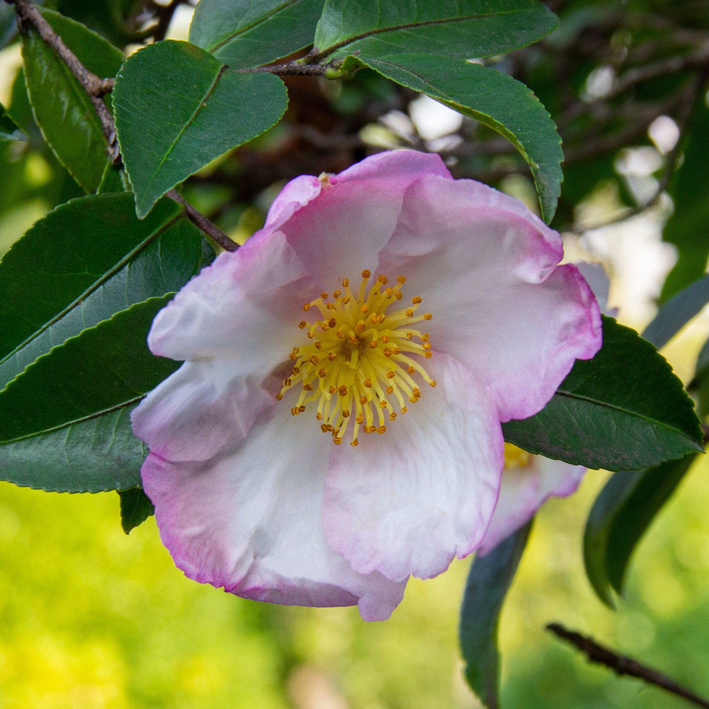 National Plant Network 3 gal. Camellia Sasanqua Northern Lights Shrub