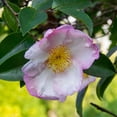 thumbnail image 3 of National Plant Network 3 gal. Camellia Sasanqua Northern Lights Shrub, 3 of 10