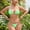 Green, variant on Women's Triangle Bikini Sets High Cut String Cheeky Bottom Two-Piece Swimsuit for Beach Vacation