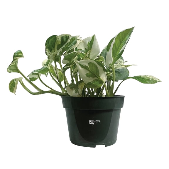 Nature's Way Farms Pothos NJoy Live Plant (7-11 inches tall) in 4in growers pot