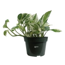 Nature's Way Farms Pothos NJoy Live Plant (7-11 inches tall) in 4in growers pot