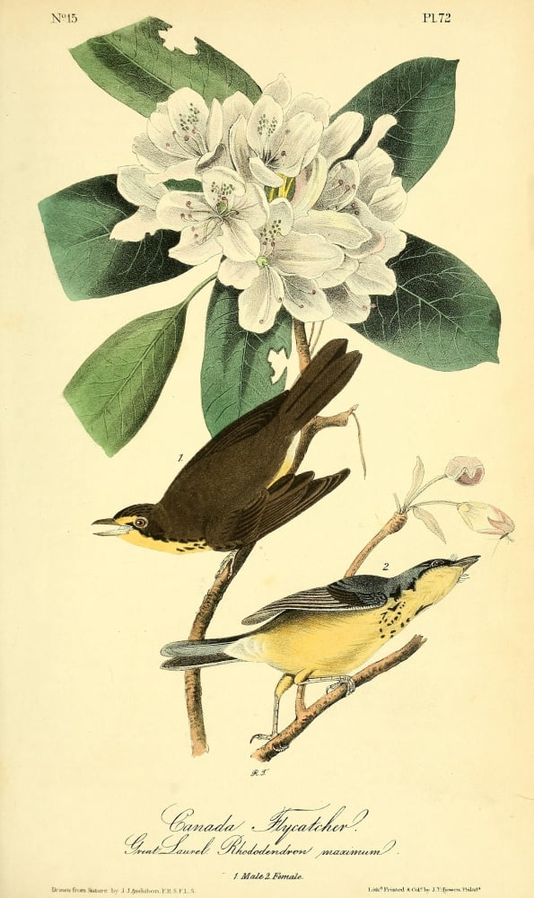 Birds Of America 18