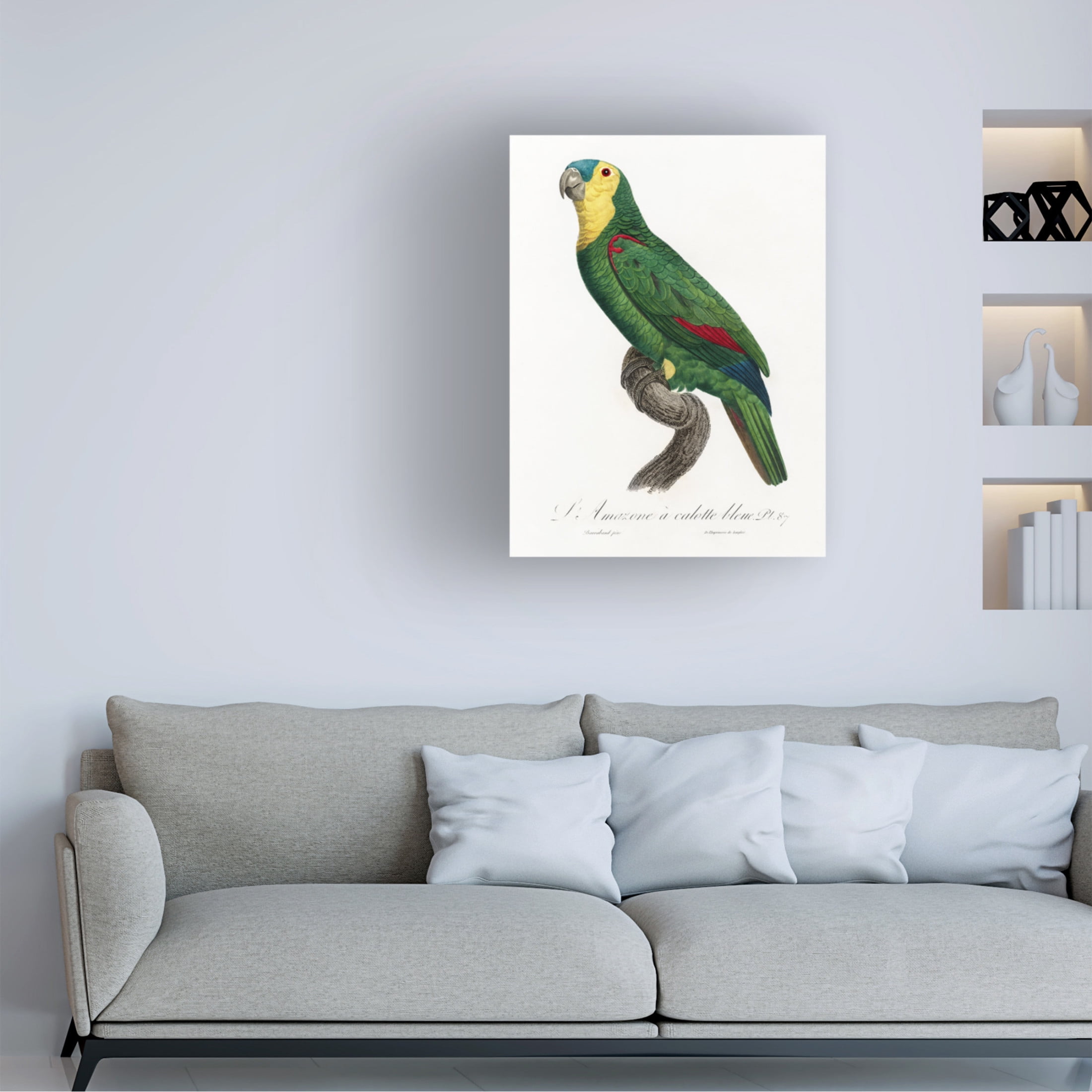 Trademark Fine Art Francois Levaillant Levaillant Parrot IV Canvas Wall Art