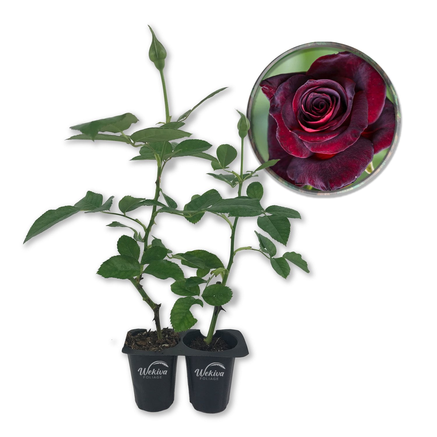Baccara Rose Bush - Live Starter Plant in a 2 Inch Pot - Beautifully Fragrant Heirloom Rose from Florida - A Versatile Beauty with a Rich Fragrance