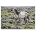 thumbnail image 1 of Great BIG Canvas | "Wild Horse, male scenting females, Wyoming" Art Print - 30x20, 1 of 4