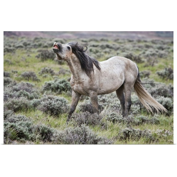Great BIG Canvas | "Wild Horse, male scenting females, Wyoming" Art Print - 30x20