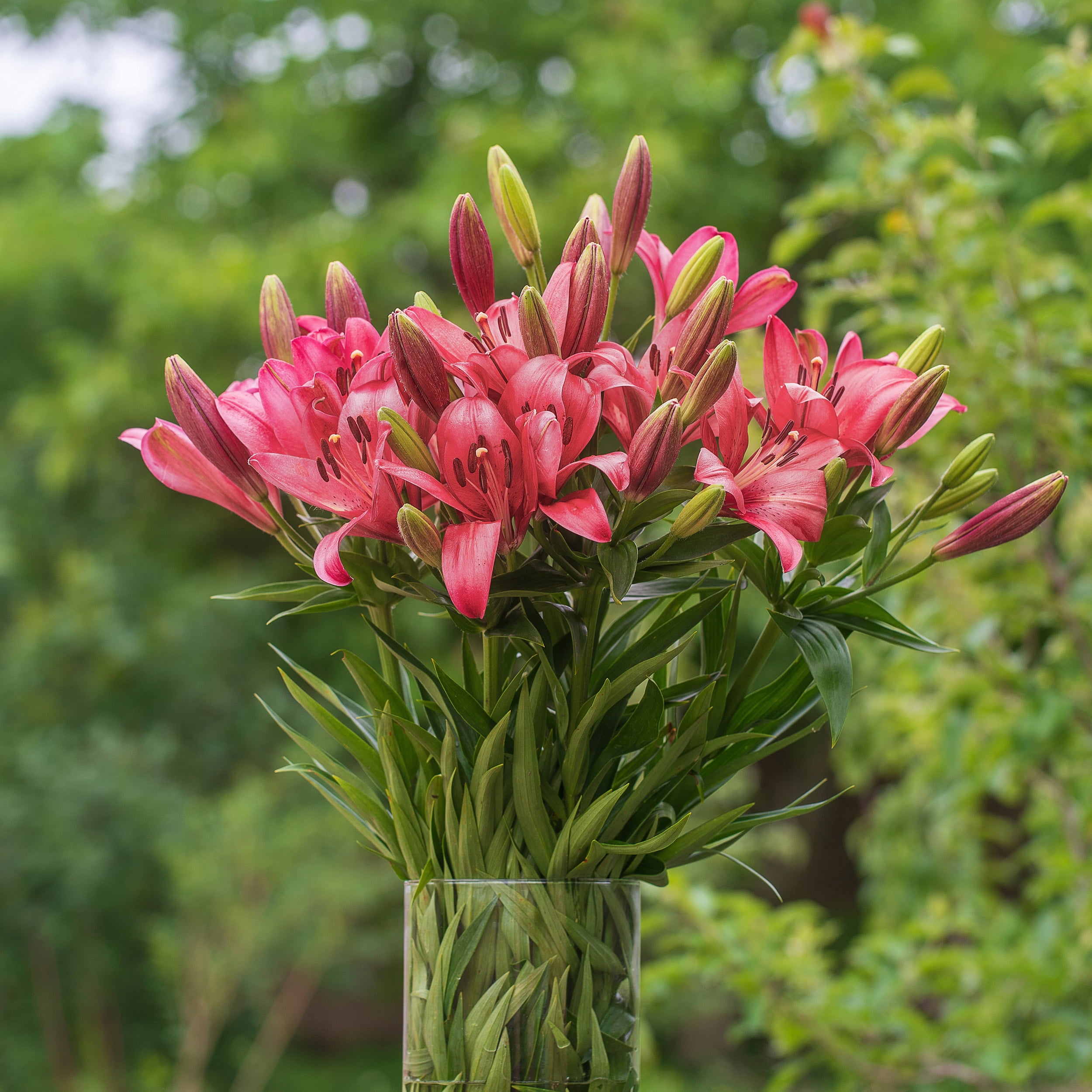 Garden State Bulb Pink Flight Asiatic Lily Flower Bulbs, 14/16cm (Bag of 10)