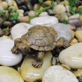 thumbnail image 4 of Paquete de 4 mini adornos de tortuga de simulación, adorno de maceta de plantas suculentas de jardín de hadas realista, 4 of 5
