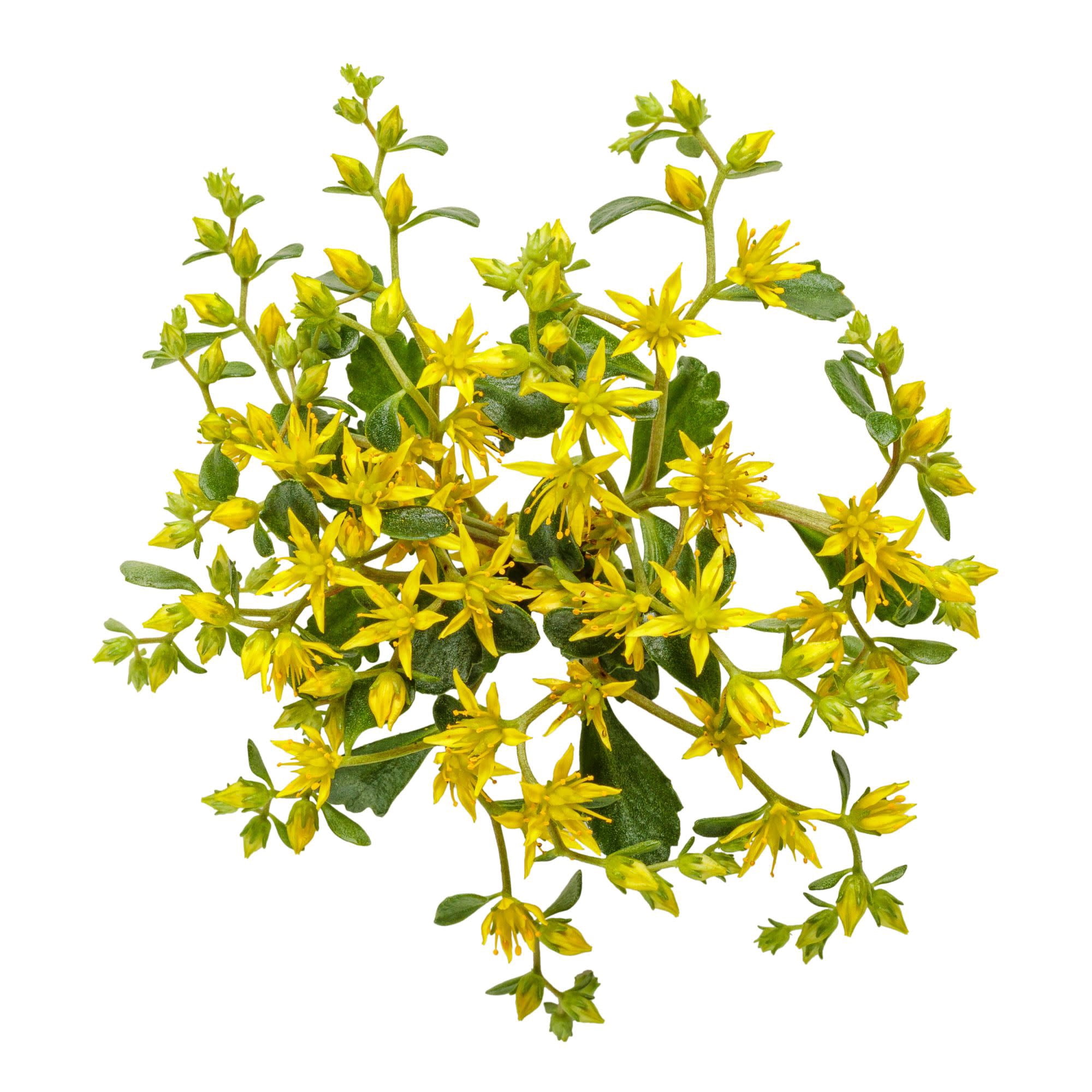 Proven Winners 5" Rock 'N Low 'Yellow Brick Road' Stonecrop Live Plant in 4.5" Pot (4 Count)