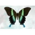 thumbnail image 2 of Reynolds, Richard 32x23 Black Ornate Wood Framed with Double Matting Museum Art Print Titled - Green Swallowtail, 2 of 4