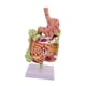 thumbnail image 5 of Modelo de anatomía del estómago humano Modelo de digestivo Sección de estómago profesional para exhibición de estudio, 5 of 9
