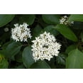 thumbnail image 2 of 2 Silky Dogwood Trees Bareroot 18-30 inches, 2 of 3