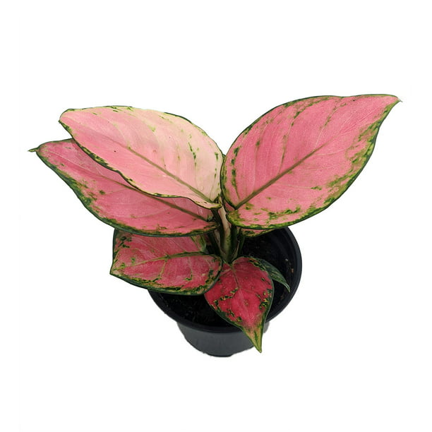 Cherry Chinese Evergreen Plant - Aglaonema-Grows in Dim Light-4