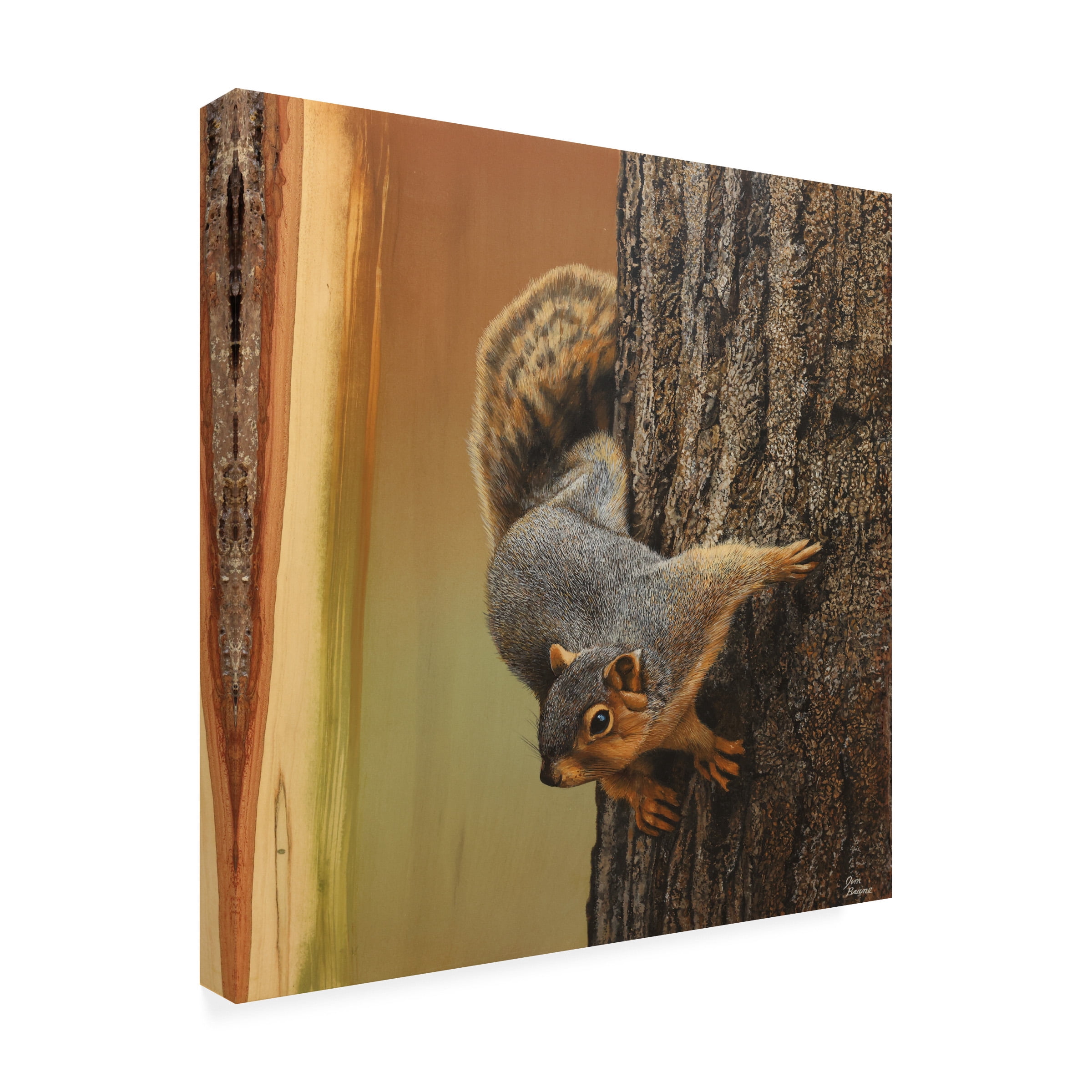 Canvas Wall Art - Jim Brune 'Curious Squirrel' Wall Art for Living Room, Bedroom, or Office DÃ©cor by Trademark Fine Art - 24 x 24 Inches