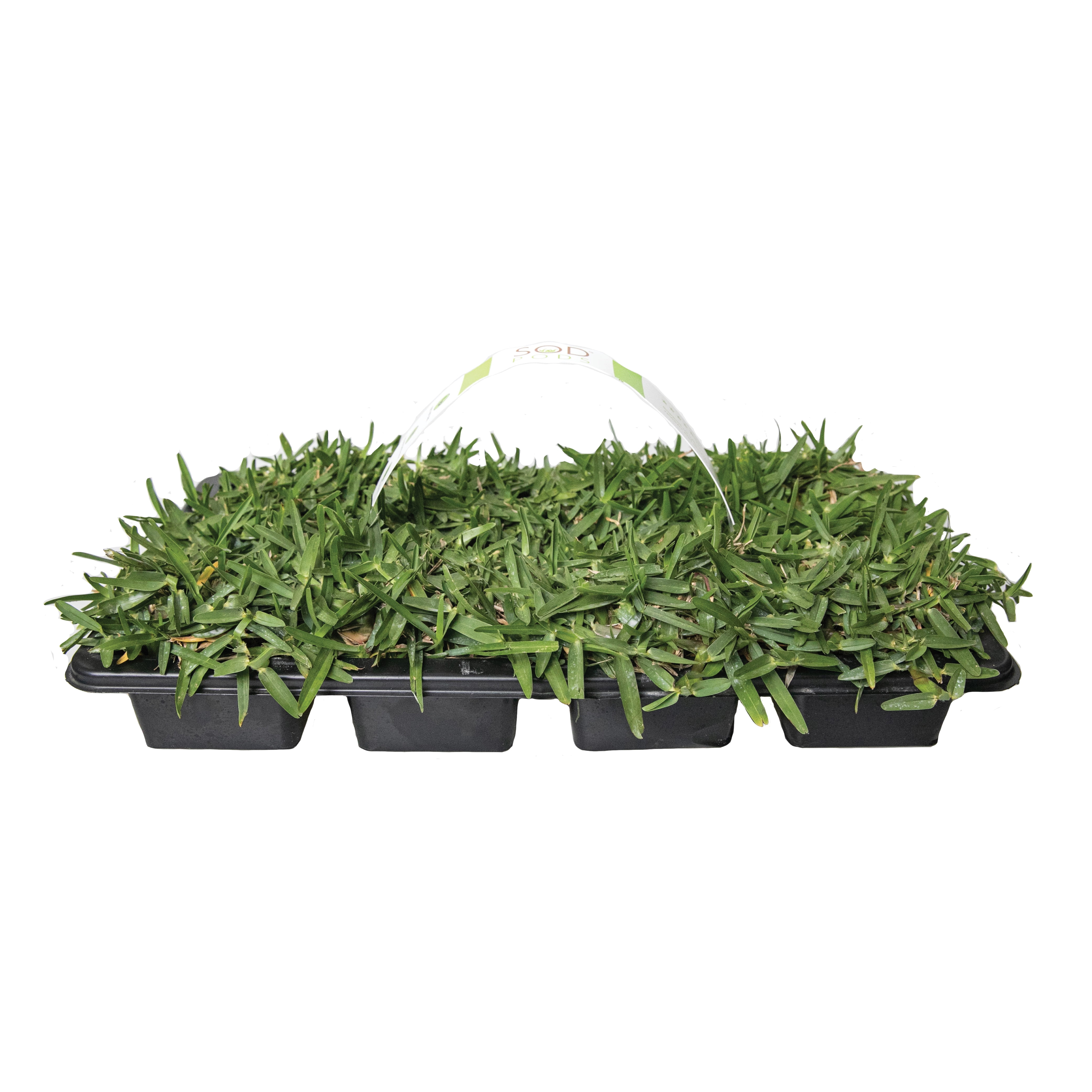Sod Pods Grass St Augustine CitraBlue Grass Plug, Drought Resistant