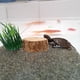 thumbnail image 5 of Terraza para tortugas en tocón, plataforma para tomar el sol para tortugas, plataforma para terrario de reptiles con hojas secas, 5 of 7