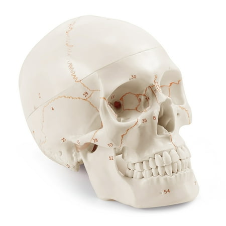 Human Skull Model Life Size Anatomical Model with Newest Laser-Etched Fonts Not Hand Write Number, Not Smudged for Medical Student Human Anatomy Study Course