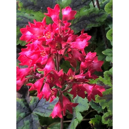 Coral Petite Heuchera - Coral Bells  - Coral-Pink Blooms - Gallon (Best Heuchera For Sun)