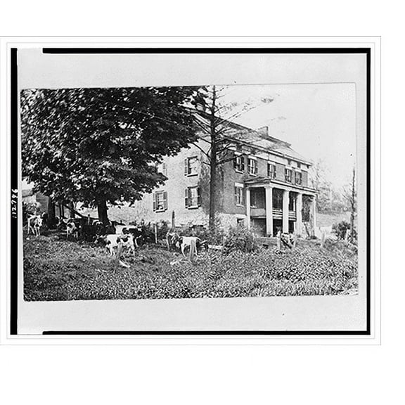 Historic Print, [Cattle grazing near a historic house in Herkimer, New York], 18" x 24"