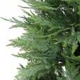 thumbnail image 3 of 5 ft. Cypress Tree in Nursery Pot, 3 of 3