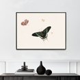 thumbnail image 1 of Three Butterflies and a Wasp | Herman Henstenburgh | Premium Fine Art Print | 18th Century Dutch | Art Nouveau | Botanical | Plant Art | Nature Art, 1 of 7