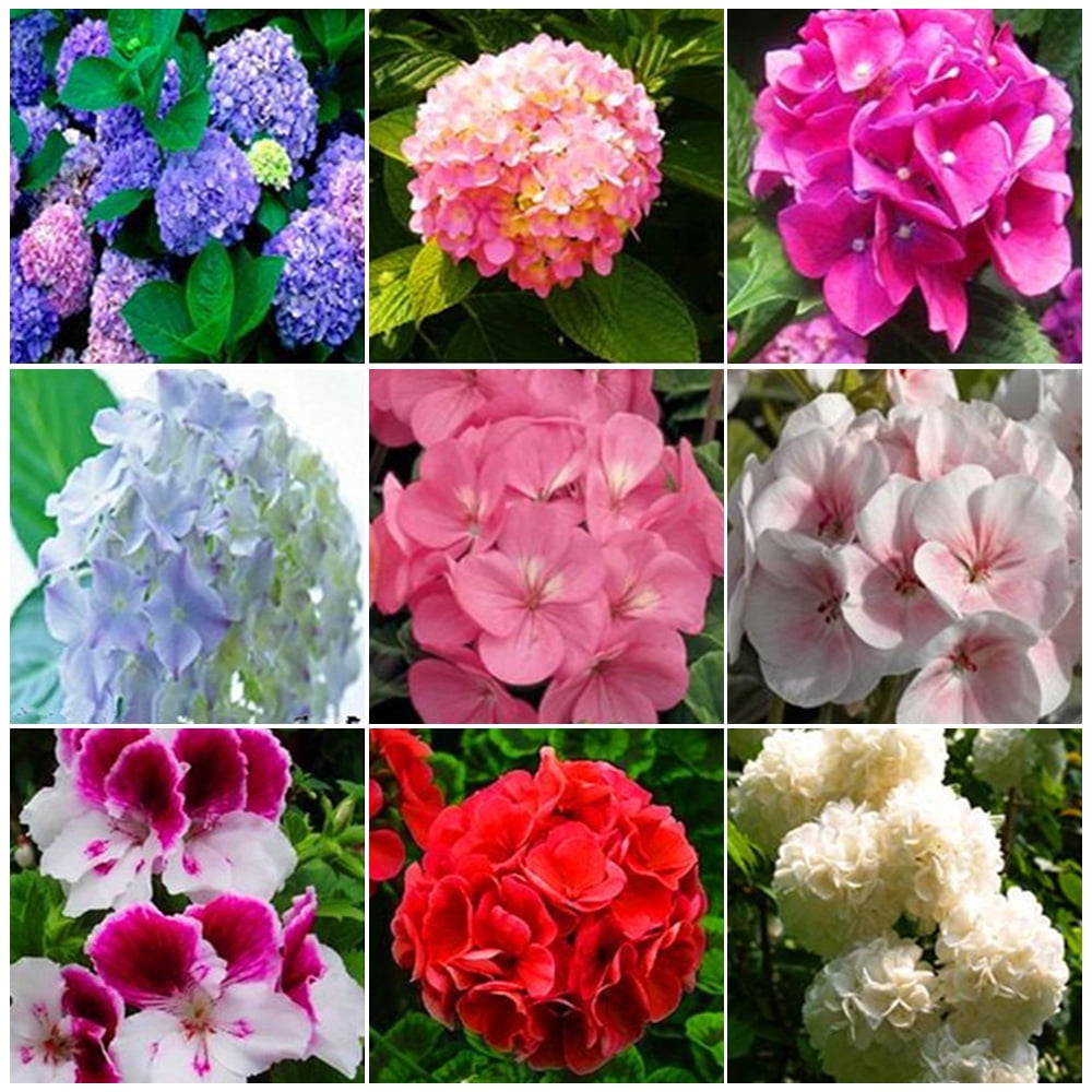 20pcs Hydrangea Seeds Bonsai Flower Seed Geranium Perennial Garden Yard Balcony Home Decoration Plant Pot Macrocephalum Planting Seeds 3 Walmart Com Walmart Com
