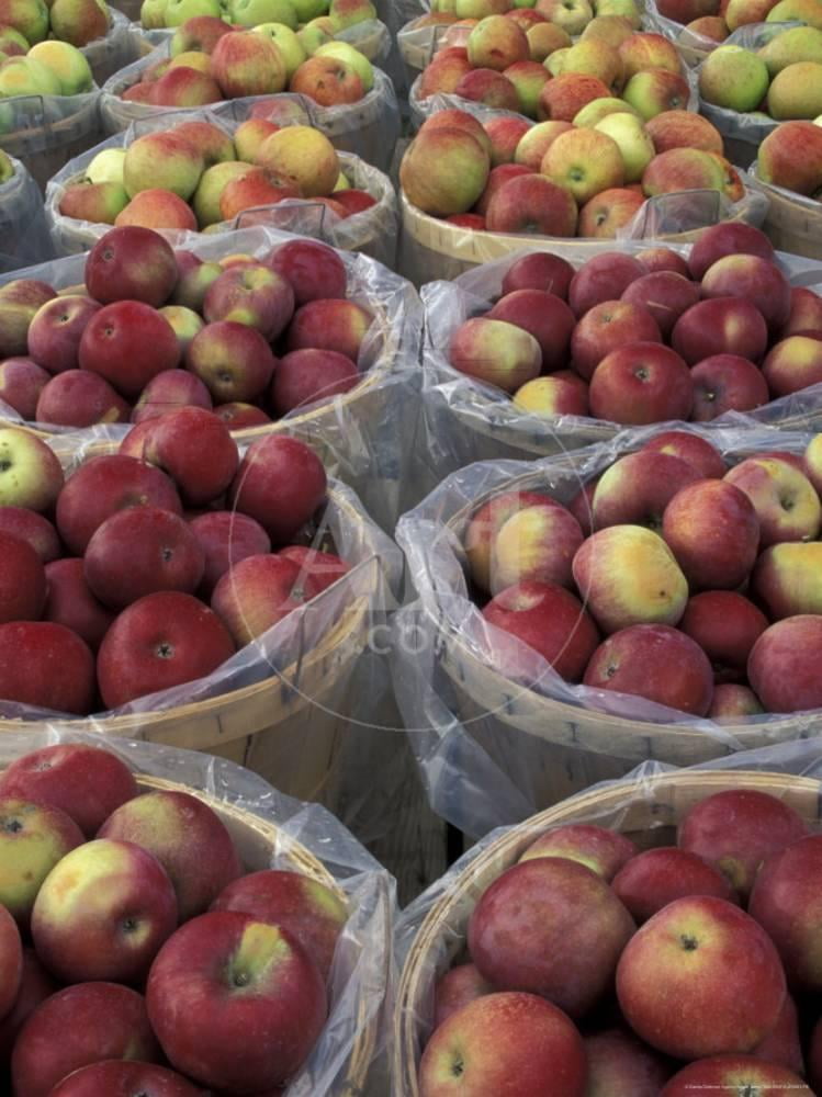 Macintosh Apples in Baskets, New York State, USA Print Wall Art By Adam