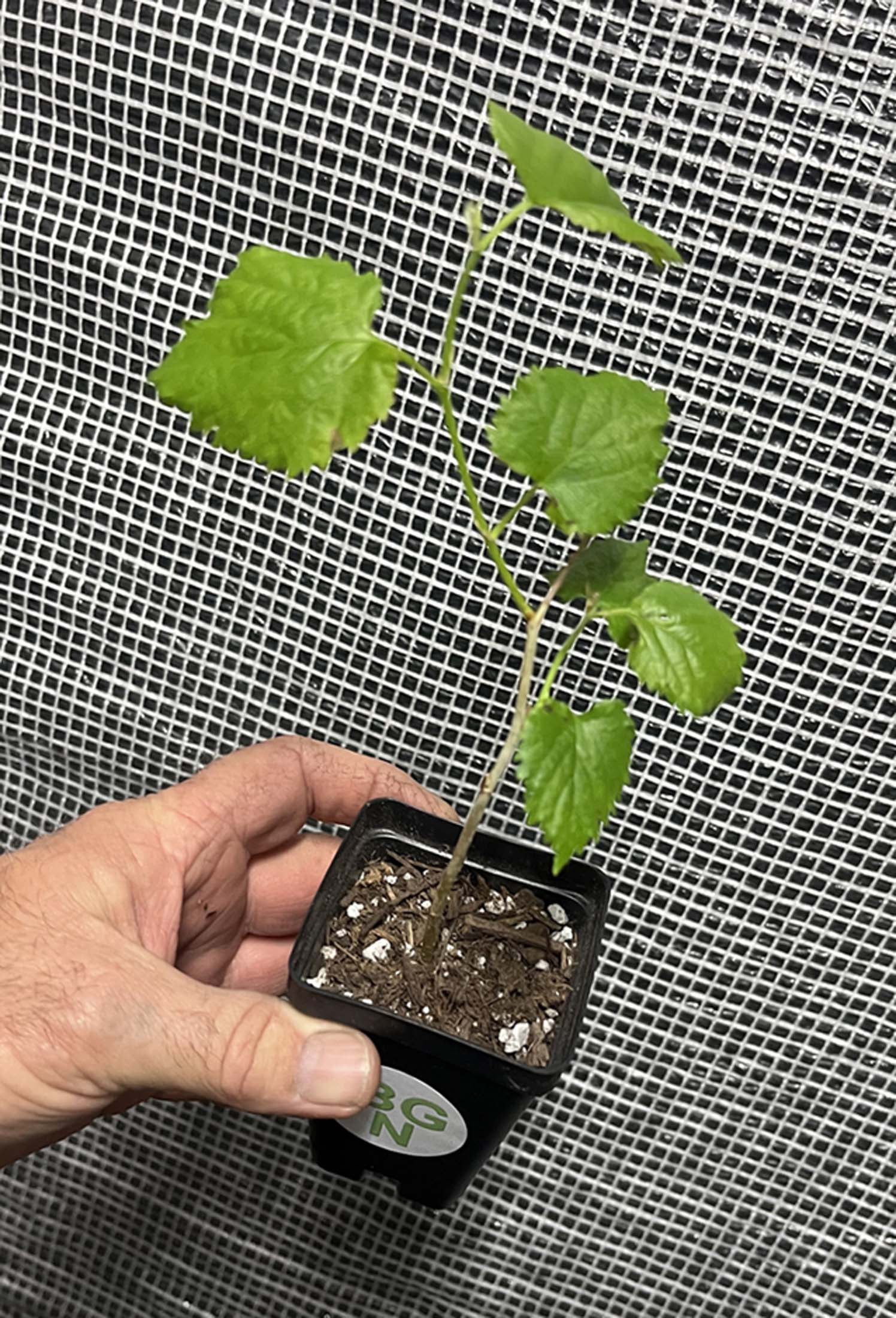 Pakistan Long Mulberry Tree - Live PLant - Long Mulberry Tree