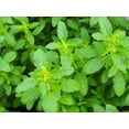 thumbnail image 2 of 250 Green Tulsi HOLY BASIL Ocimum Sanctum Tenuiflorum Herb Flower Seeds, 2 of 8