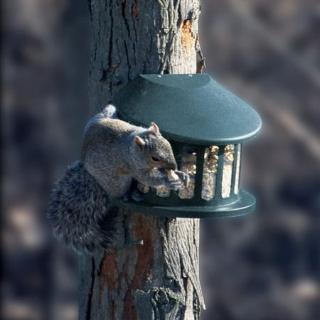 Squirrel Diner