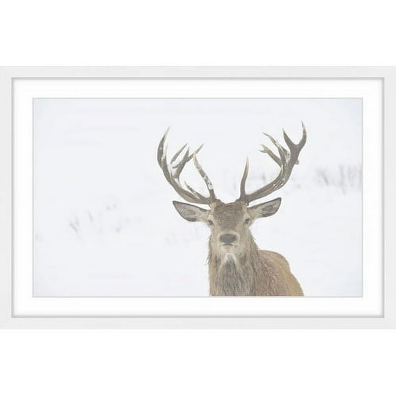 Marmont Hill "Buck Stare" Framed Painting Art Print