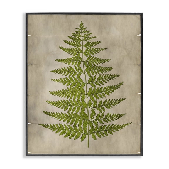 Stupell Industries Victorian Plant Drawing Green Parchment Design Black Framed Giclee Art, 16 x 20, by Ziwei Li