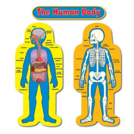 UPC: 0044222130312 | Carson Dellosa Education Child-Size Human Body 2 figures 1 header
