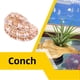 thumbnail image 3 of Ounissouiy Adorno de paisajismo para acuario resistente al agua, resistente al desgaste, concha Natural duradera, decoraciones para peceras para el hogar y Decoración del hogar Ounissouiy HA066819-00, 3 of 6