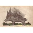 thumbnail image 2 of African Crested Porcupine, Atherurus Africanus Poster Print By ® Florilegius Mary Evans (24 X 18), 2 of 4