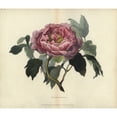thumbnail image 2 of Shrubby Peony Paeonia Moutan Poster Print By ?? Florilegius Mary Evans, 2 of 4