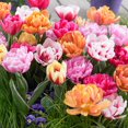 thumbnail image 1 of TASC Tulip Flower Bulbs-Tulip Double Early Assorted (20 Bulbs), 1 of 1