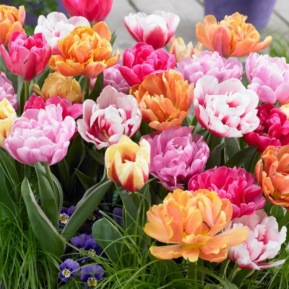 TASC Flower Bulbs- Tulipa Double hâtive Assorted (20 Bulbs)