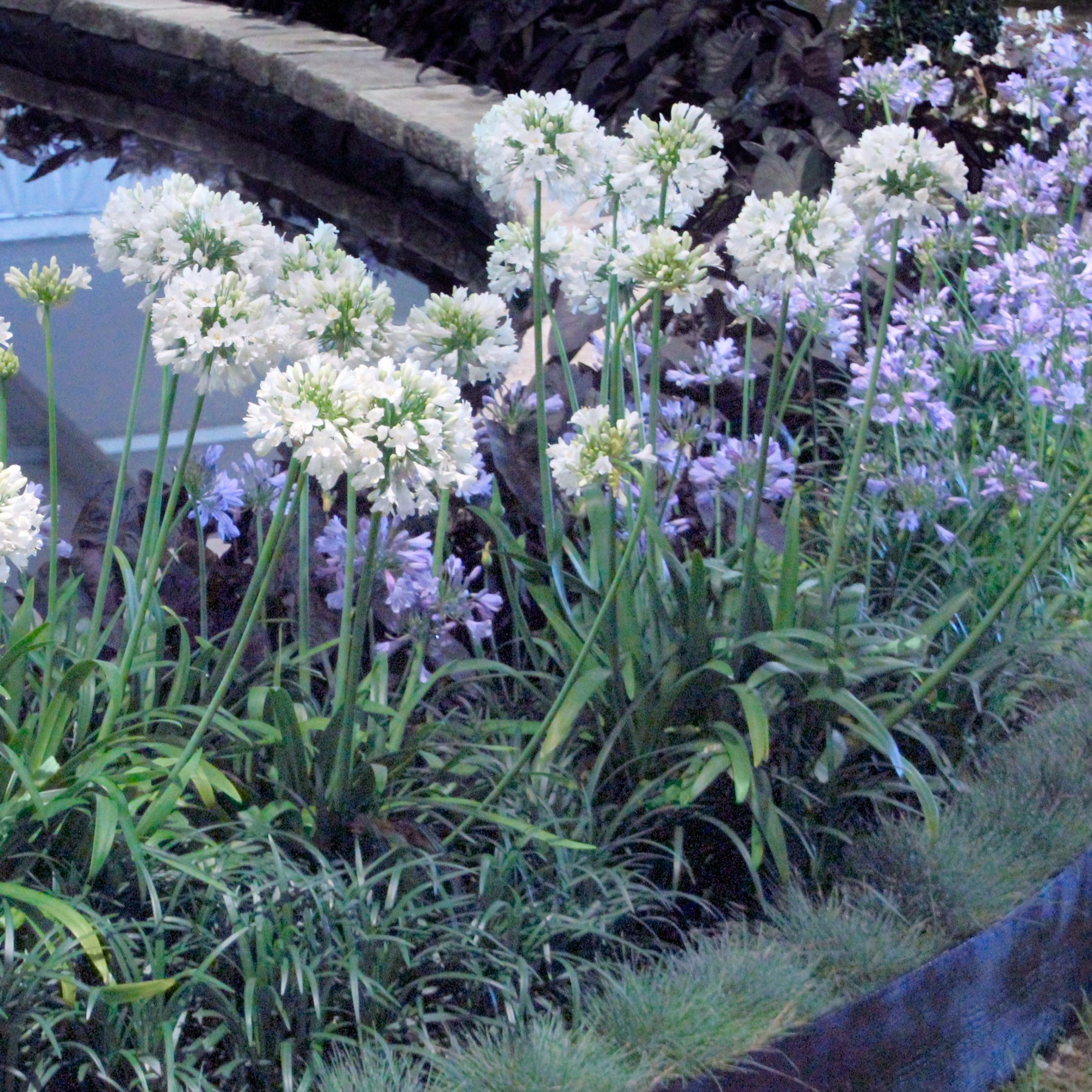 National Plant Network 1 gal. Agapanthus White Live Perennial Plant