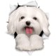 thumbnail image 1 of Pegatinas 3D para perros, paquete de 2, bonitas pegatinas de perros malteses para pared, nevera, inodoro y, 1 of 3