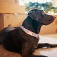 thumbnail image 6 of Sunyuer Girl Dog Collar and Leash Set with Flower Bow Tie, Floral Puppy Dog Collars with Adjustable Metal Buckle for Small Medium Large Female Dogs, Orange Flower, M, 6 of 7