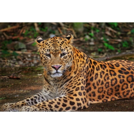 Wild Jungle - LAMINATED POSTER Wildlife Wild Leopard Safari Nature Jungle Animal Poster Print 11 x 17