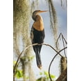 thumbnail image 2 of Jones, Adam 13x18 White Modern Wood Framed Museum Art Print Titled - Female Anhinga Circle B Ranch-Florida, 2 of 4
