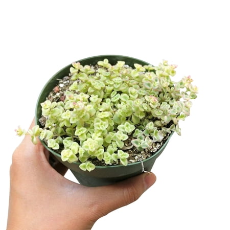 Sedum Little Missy Succulent (4"+ Plastic Pot) - Tiny, Lovely, Easy to Care Succulent for Beginners - Live Healthy Succulent for Home Office