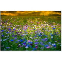 Trademark Fine Art "Candy Fields" Canvas Art by Philippe Sainte-Laudy