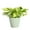 Sage, variant on Live Marble Queen Pothos Plant - Air Purifying - Vining Plant - 6" Decorative Pot Cover - Thorsen's Greenhouse