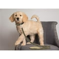 thumbnail image 3 of Pets First NFL New Orleans Saints Heavy Duty and Durable Dogs and Cats Sports Leash - Medium, 3 of 4