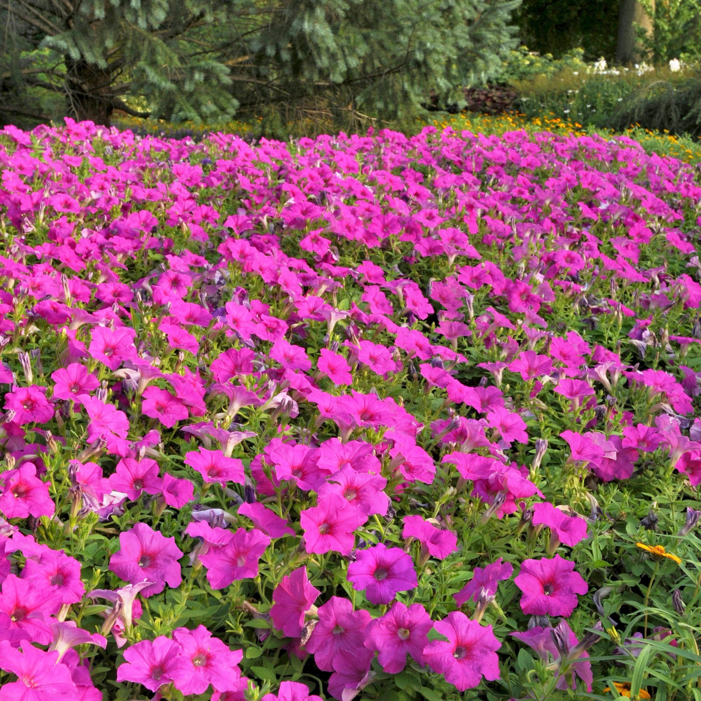 2.5 in. Petunia Easy Wave Neon Rose Petunia Live Annual Plant with Pink Flowers (6-Pack)
