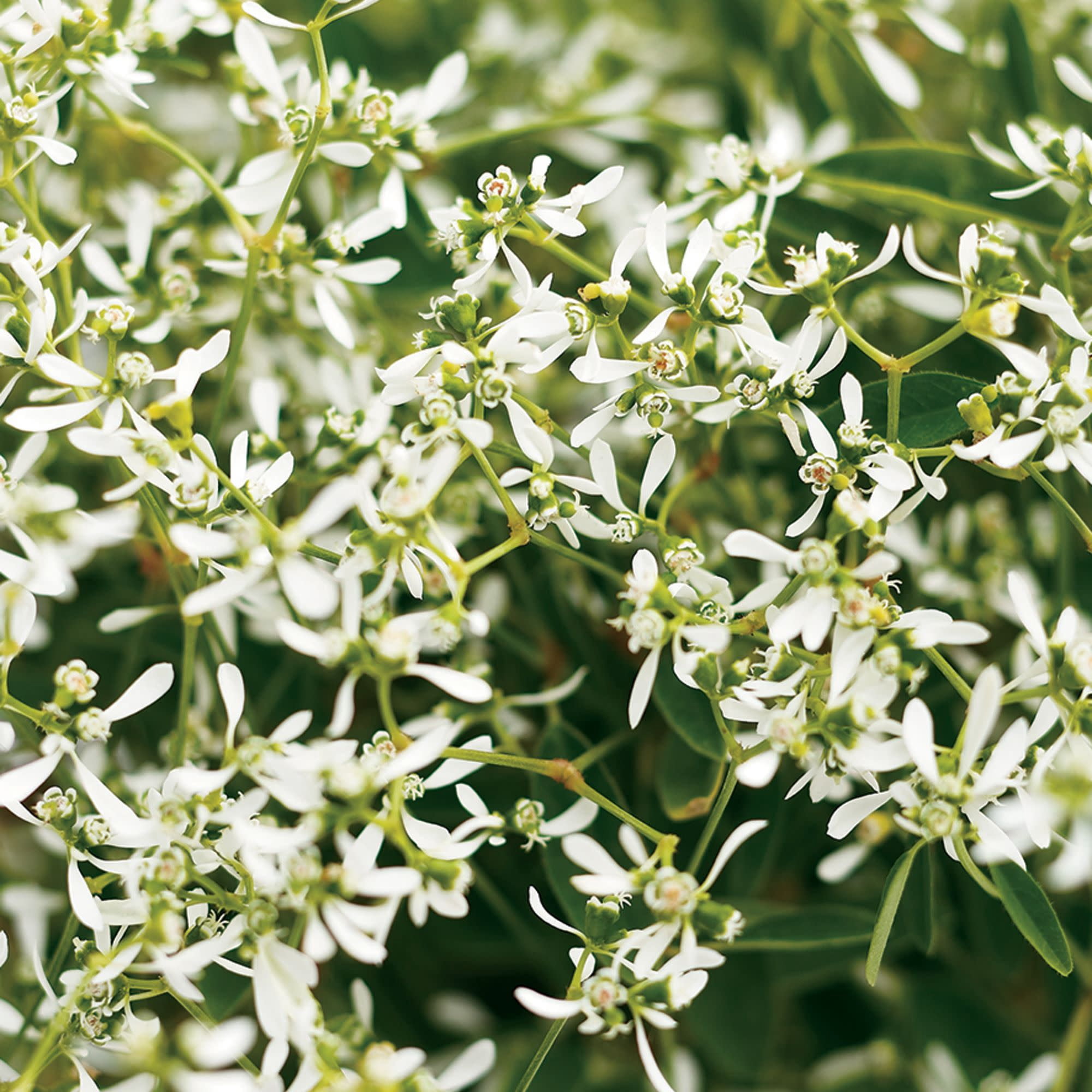 Proven Winners 4" White Diamond Frost Euphorbia Live Plant in 4.25" Pot (4 Count)